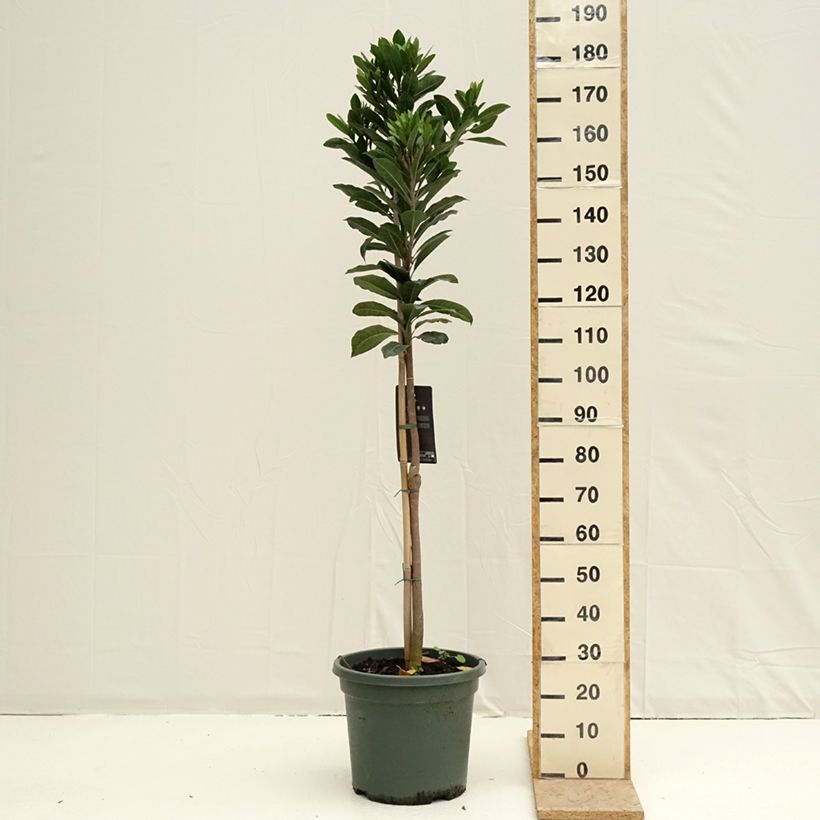 Exemplaar van Lucuma - Pouteria obovata Pot van 20 l/25 l zoals geleverd in de lente