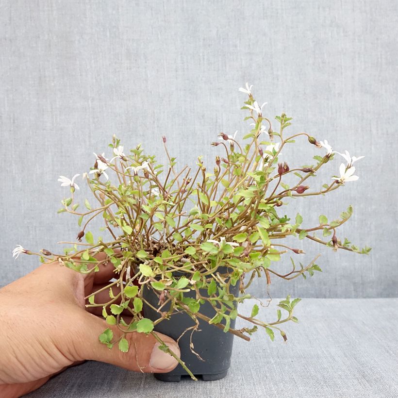 Exemplaar van Pratia pedunculata Alba - Blauwe grondkruiper Kweekpotje van 8/9 cm zoals geleverd in de zomer