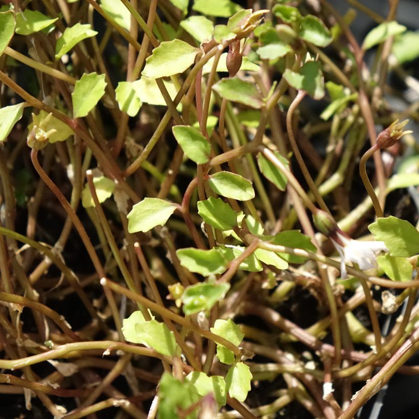 Pratia pedunculata Alba - Blauwe grondkruiper (Blad)