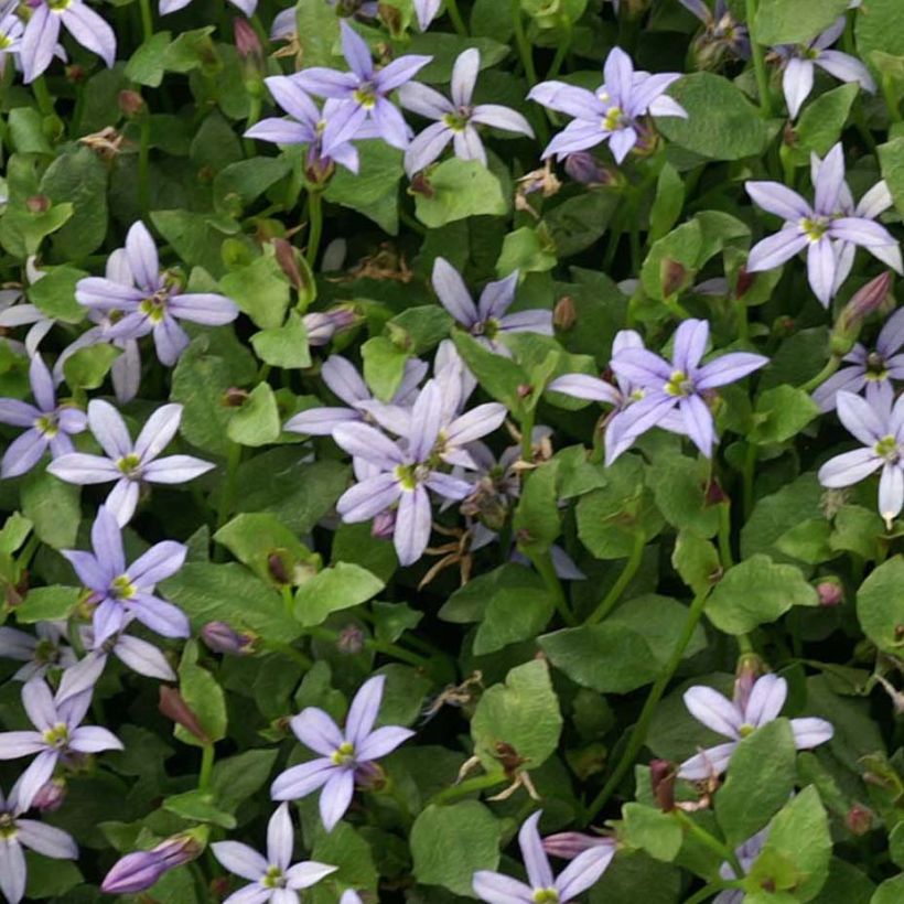 Pratia pedunculata County Park - Blauwe grondkruiper (Blad)