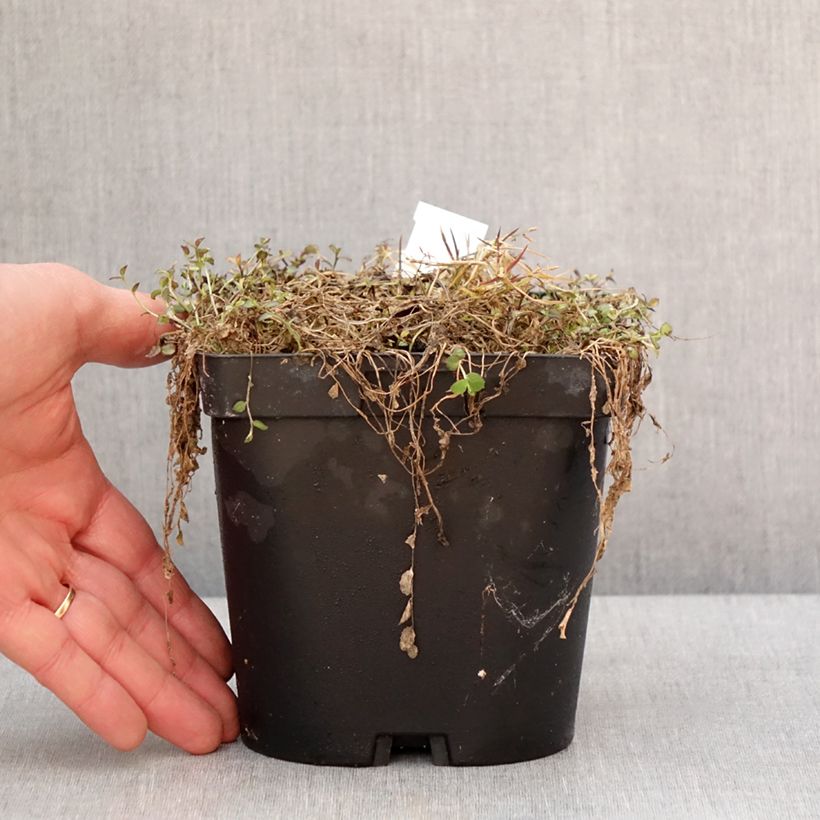Exemplaar van Pratia pedunculata County Park Pot de 2L/3L zoals geleverd in de winter