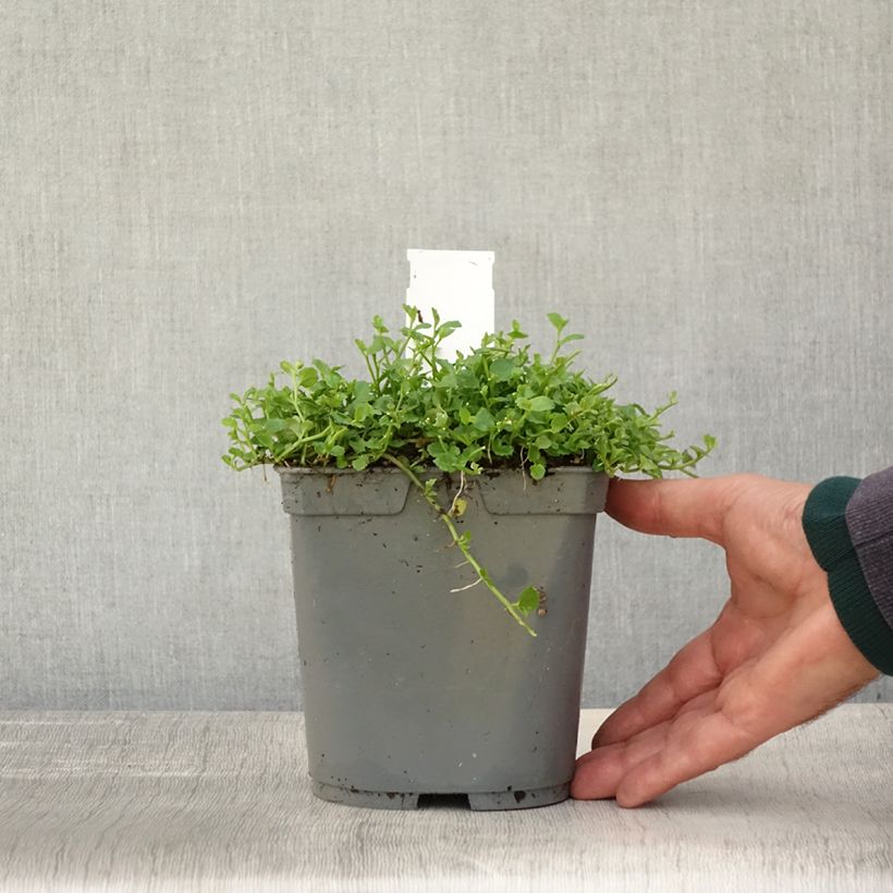 Exemplaar van Pratia pedunculata - Blauwe grondkruiper Pot van 2 l/3 l zoals geleverd in de herfst