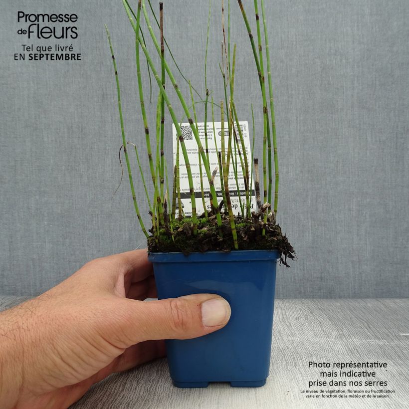Exemplaar van Equisetum fluviatile - Holpijp Kweekpotje van 8/9 cm zoals geleverd in de herfst