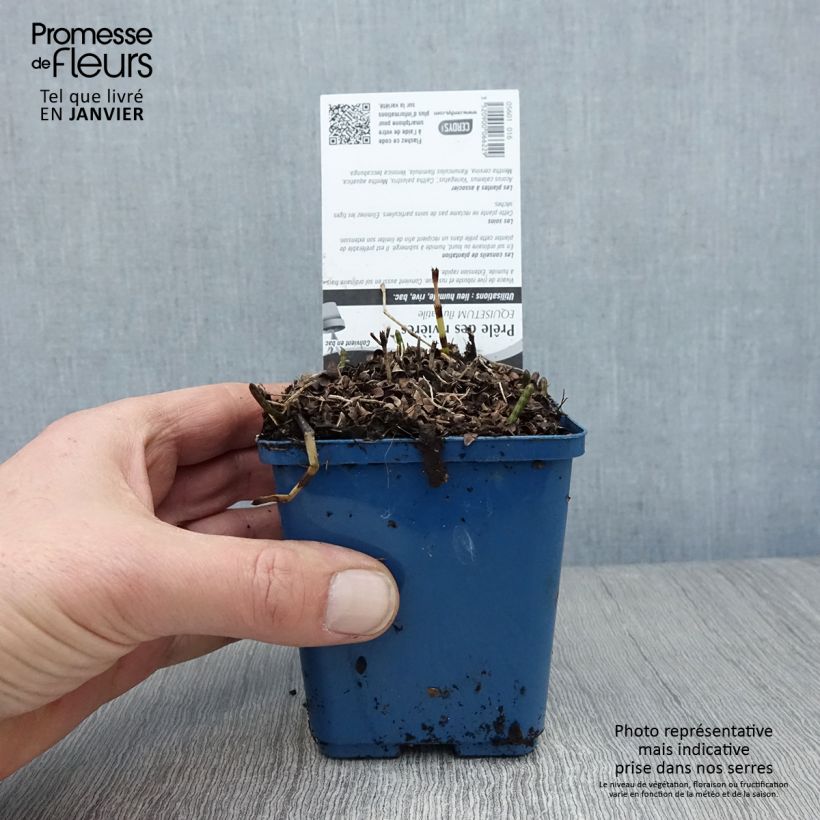 Exemplaar van Prêle des rivières - Equisetum fluviatile Godet de 8/9 cm zoals geleverd in de winter