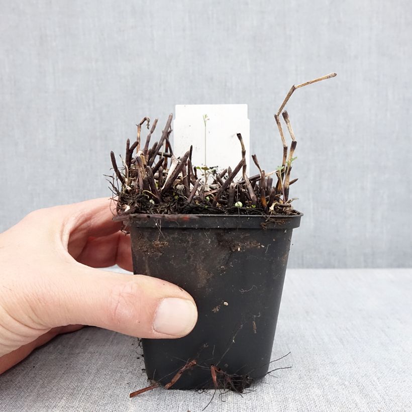 Exemplaar van Equisetum fluviatile - Holpijp Kweekpotje van 8/9 cm zoals geleverd in de lente