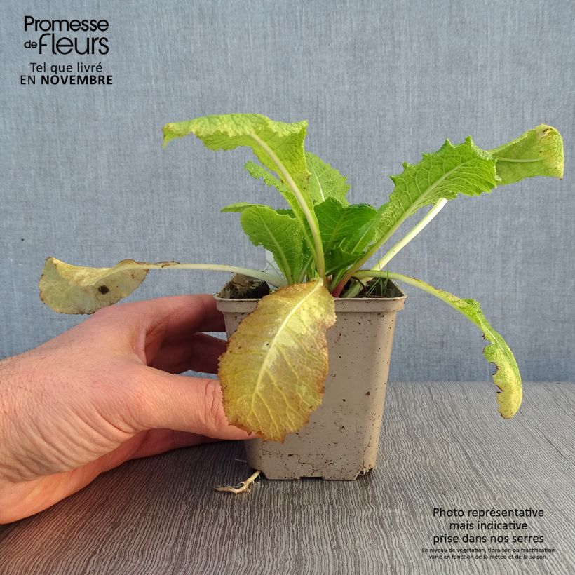 Exemplaar van Primula pulverulenta - Sleutelbloem Kweekpotje van 8/9 cm zoals geleverd in de herfst