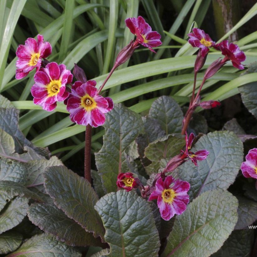 Primula Dark Rosaleen - Sleutelbloem (Bloei)