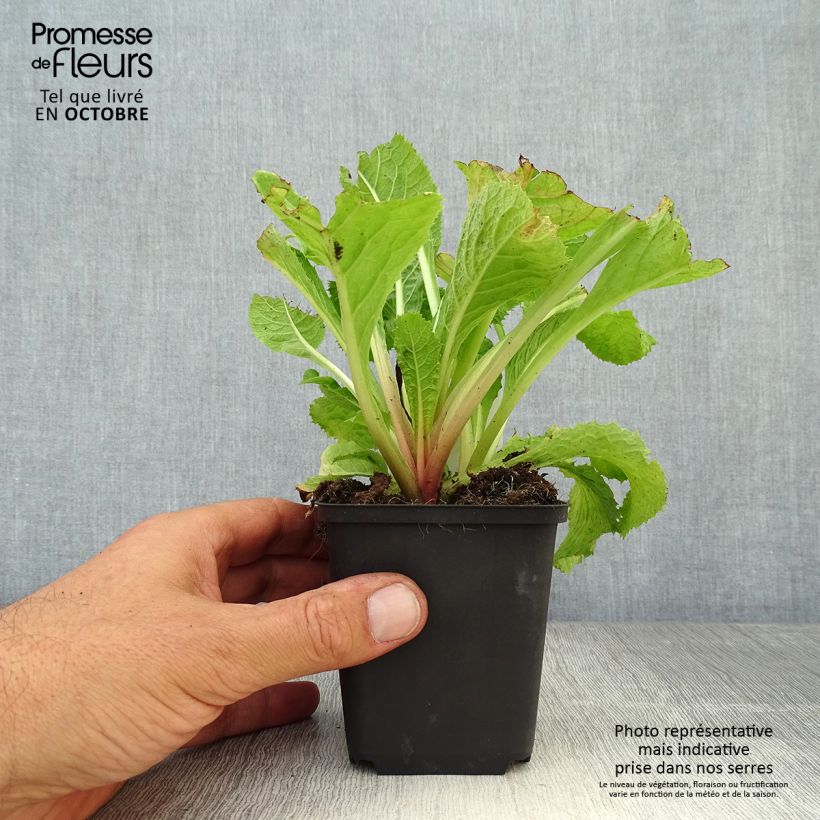 Exemplaar van Primula japonica Apple Blossom - Japanse sleutelbloem Kweekpotje van 8/9 cm zoals geleverd in de herfst