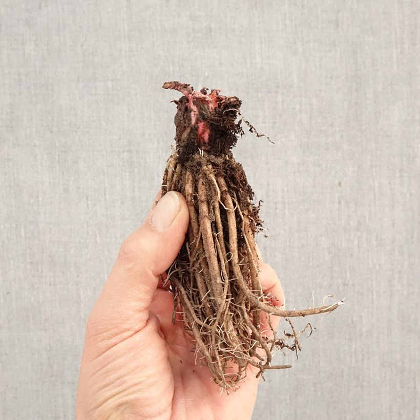 Exemplaar van Primula japonica Millers Crimson - Japanse sleutelbloem Naakte wortel zoals geleverd in de winter