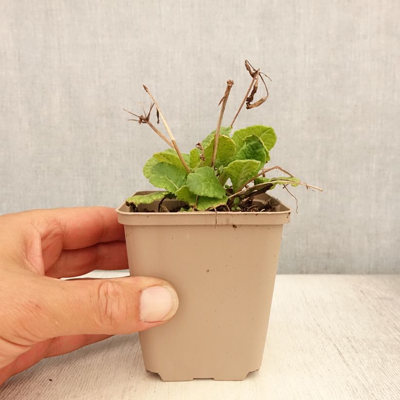 Exemplaar van Primula Elizabeth Killelay - Slanke sleutelbloem Kweekpotje van 8/9 cm zoals geleverd in de zomer