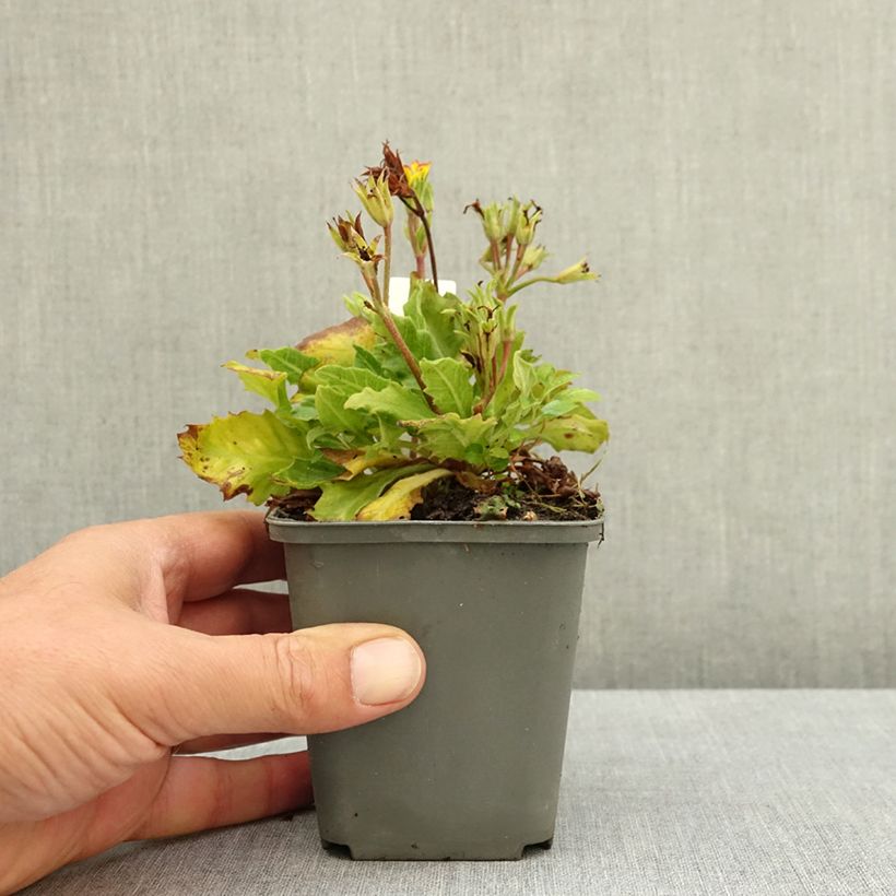 Exemplaar van Primula Oak Leaf Yellow Picotee - Sleutelbloem Kweekpotje van 8/9 cm zoals geleverd in de zomer