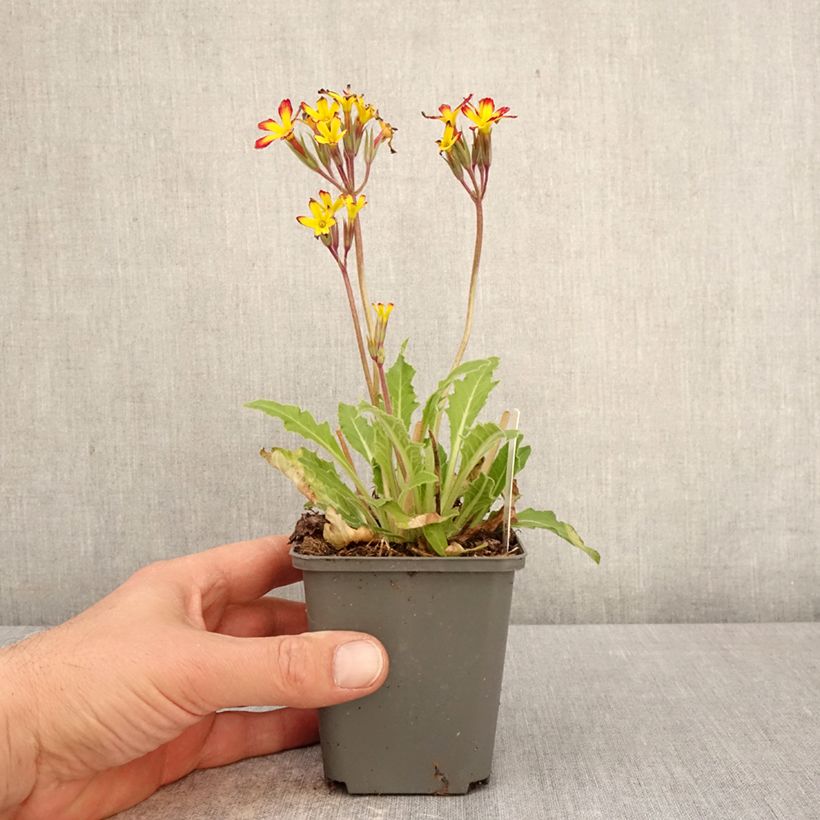 Exemplaar van Primula Oak Leaf Yellow Picotee - Sleutelbloem Kweekpotje van 8/9 cm zoals geleverd in de lente