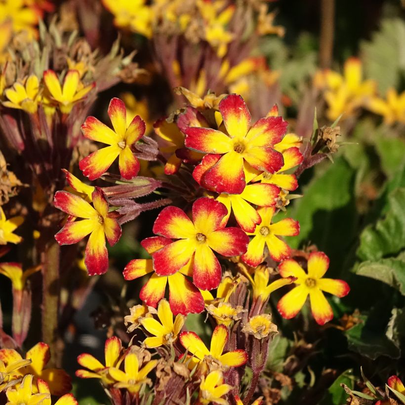 Primula Oak Leaf Yellow Picotee - Sleutelbloem (Bloei)