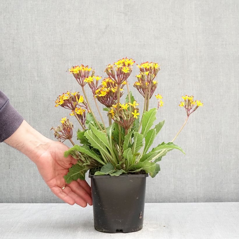 Exemplaar van Primula Oak Leaf Yellow Picotee - Sleutelbloem Pot van 2 l/3 l zoals geleverd in de lente