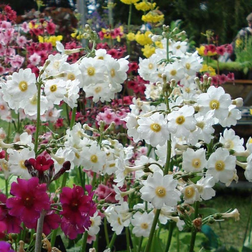 Primula japonica Alba - Japanse sleutelbloem (Flowering)