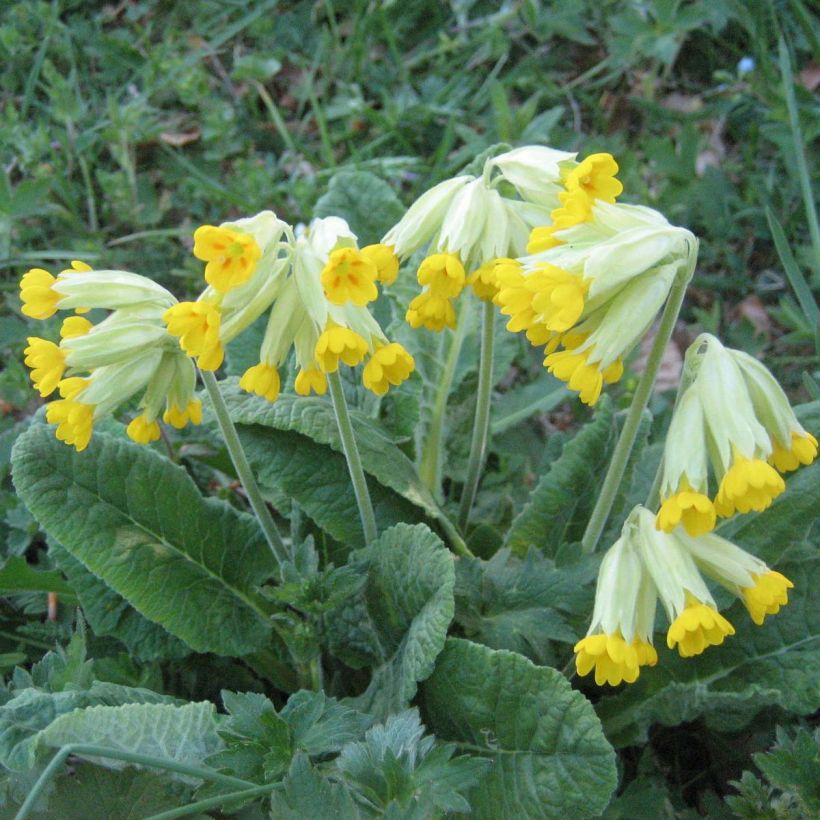 Primula veris - Gulden sleutelbloem (Groeiplaats)