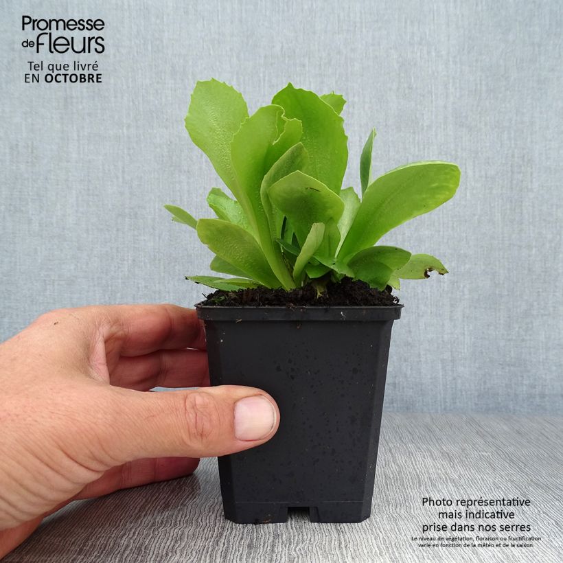 Exemplaar van Primula auricula Mix - Tuinaurikel Kweekpotje van 8/9 cm zoals geleverd in de herfst