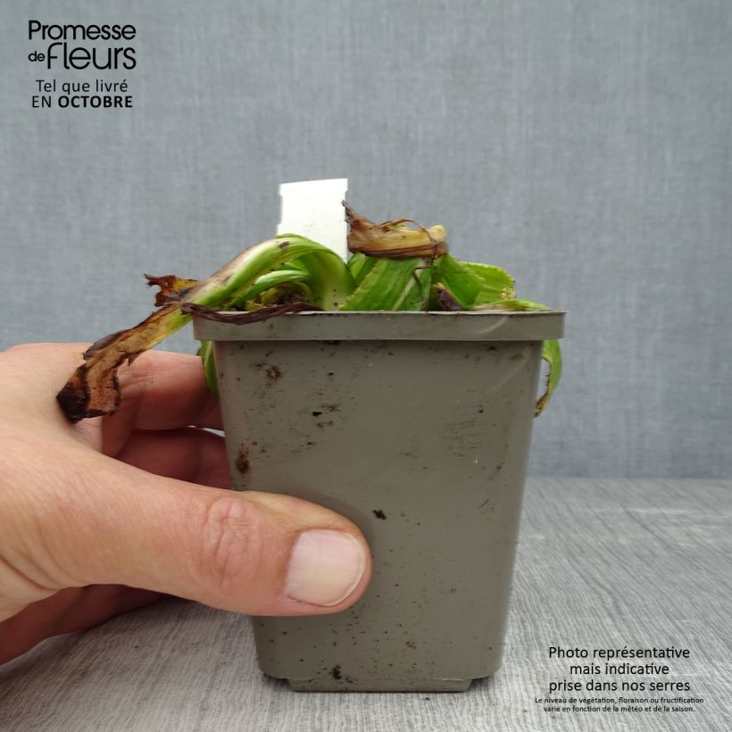 Exemplaar van Primula denticulata Alba - Kogelprimula Kweekpotje van 8/9 cm zoals geleverd in de herfst