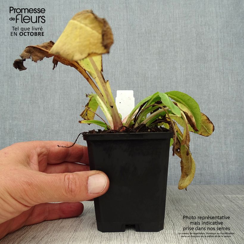 Exemplaar van Primula denticulata Cashmiriana - Kogelprimula Kweekpotje van 8/9 cm zoals geleverd in de herfst
