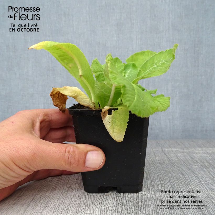 Exemplaar van Primula denticulata Rubin - Kogelprimula Kweekpotje van 8/9 cm zoals geleverd in de herfst