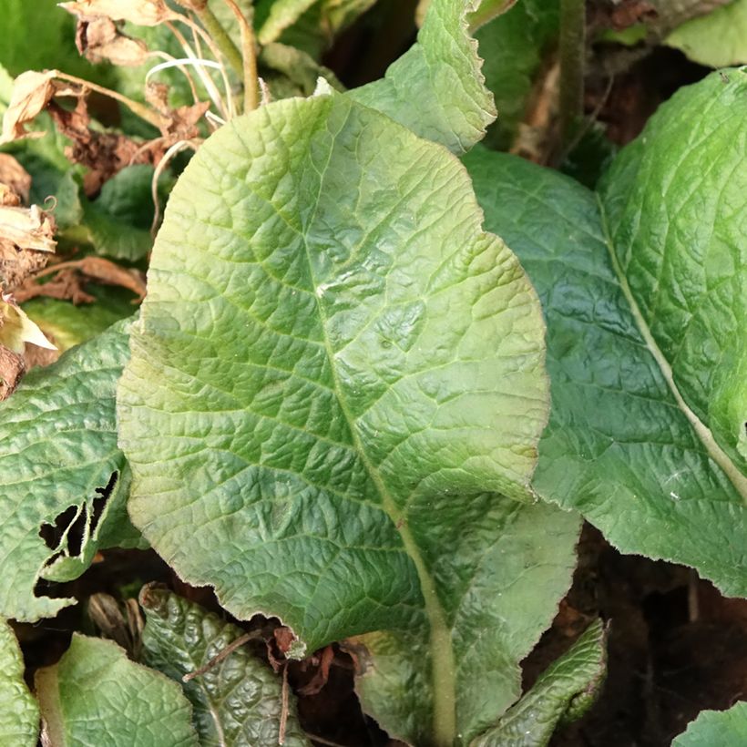 Primula elatior Veristar Yellow Gold - Slanke sleutelbloem (Blad)