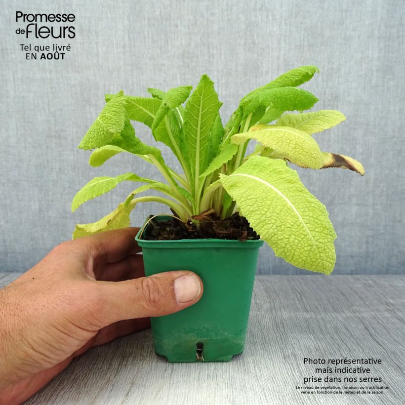 Exemplaar van Primula japonica - Japanse sleutelbloem Kweekpotje van 8/9 cm zoals geleverd in de zomer