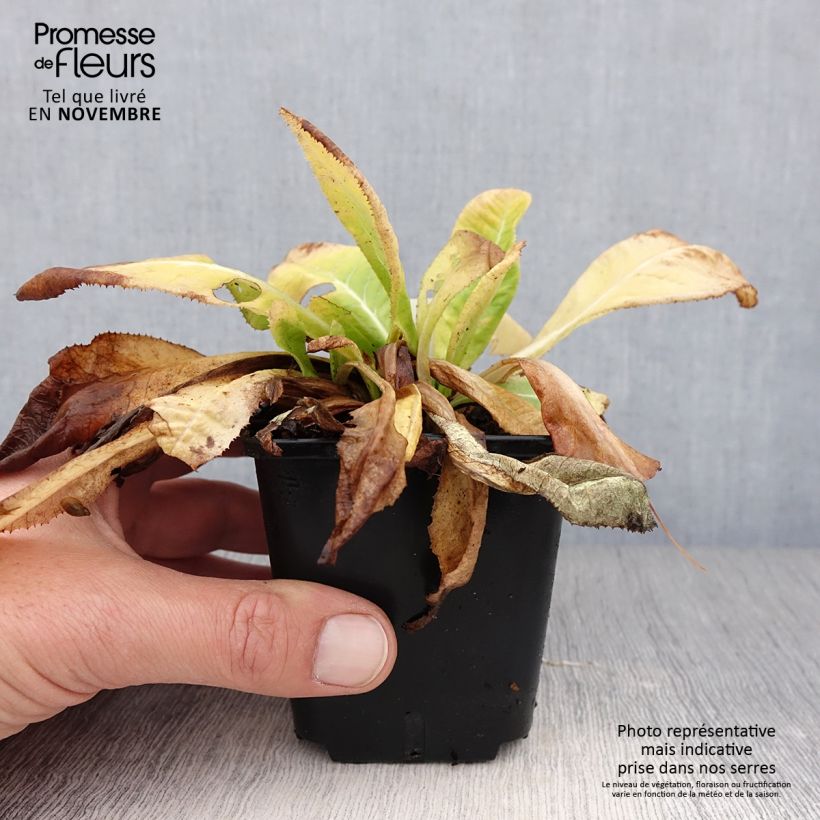 Exemplaar van Primula denticulata Prom Lilac - Kogelprimula Kweekpotje van 8/9 cm zoals geleverd in de herfst