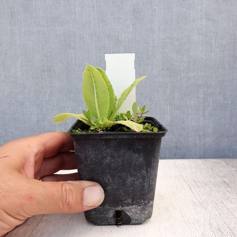Exemplaar van Primula denticulata Prom Lilac - Kogelprimula Kweekpotje van 8/9 cm zoals geleverd in de zomer