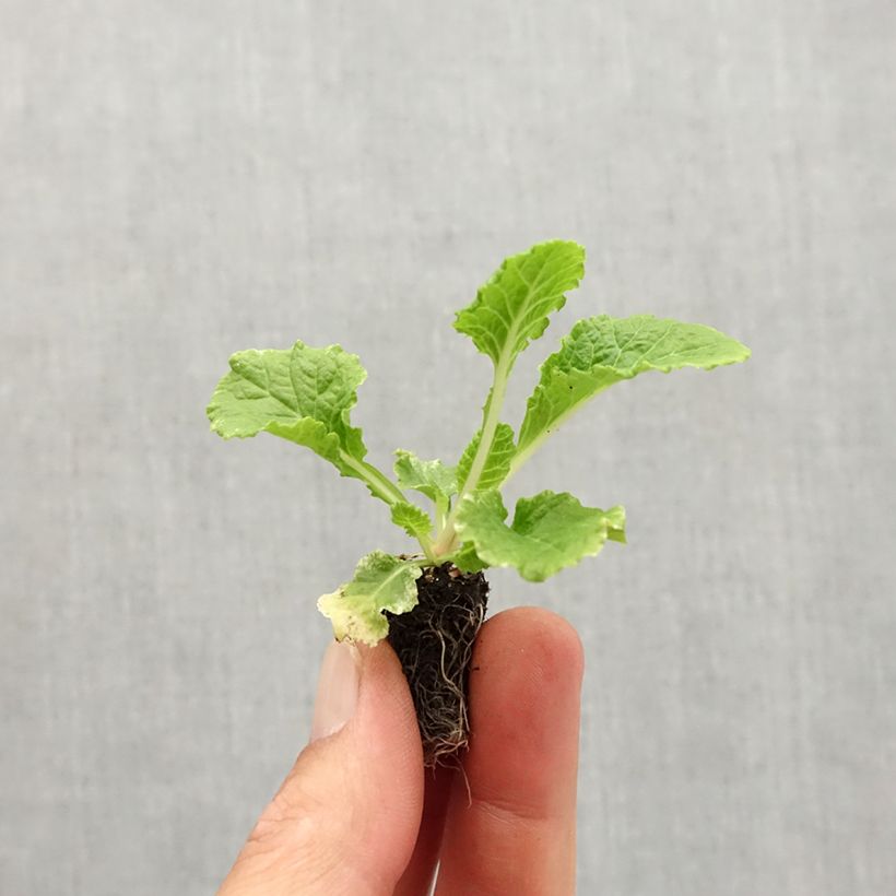 Exemplaar van Primula Rosebud F1 Crocus Blue - Stengelloze sleutelbloem Mini-mot Ø 1,5/2,5 cm zoals geleverd in de herfst