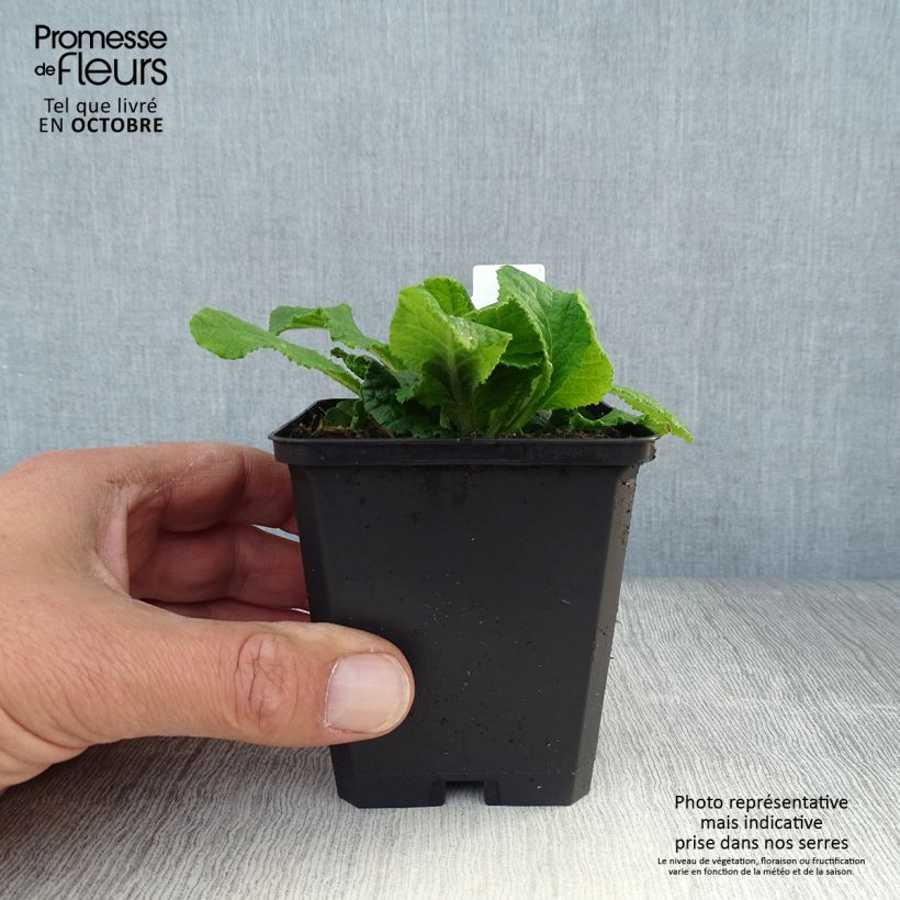 Exemplaar van Primula vulgaris - Stengelloze sleutelbloem Kweekpotje van 8/9 cm zoals geleverd in de herfst