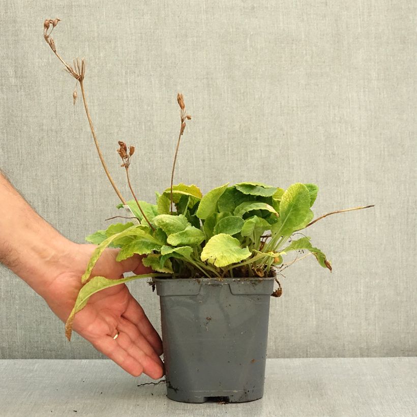 Exemplaar van Primula vulgaris - Stengelloze sleutelbloem Pot van 2 l/3 l zoals geleverd in de zomer