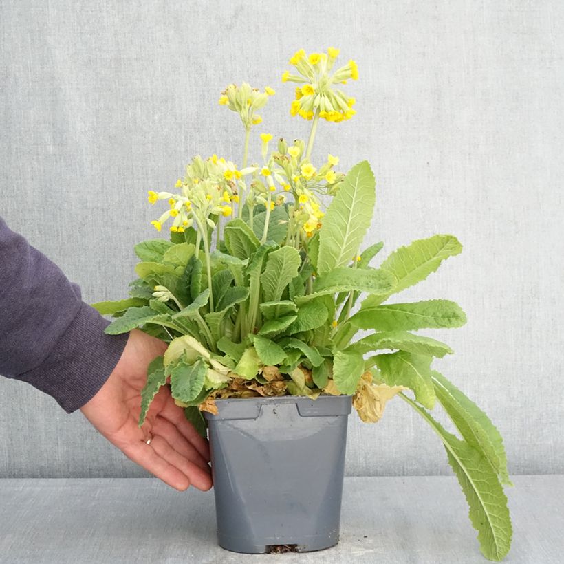 Exemplaar van Primula vulgaris - Stengelloze sleutelbloem Pot van 2 l/3 l zoals geleverd in de lente