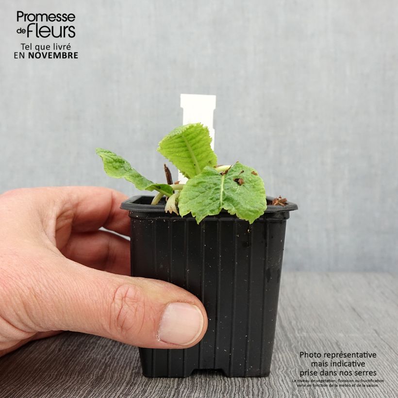 Exemplaar van Primula beesiana - Sleutelbloem Kweekpotje van 8/9 cm zoals geleverd in de herfst