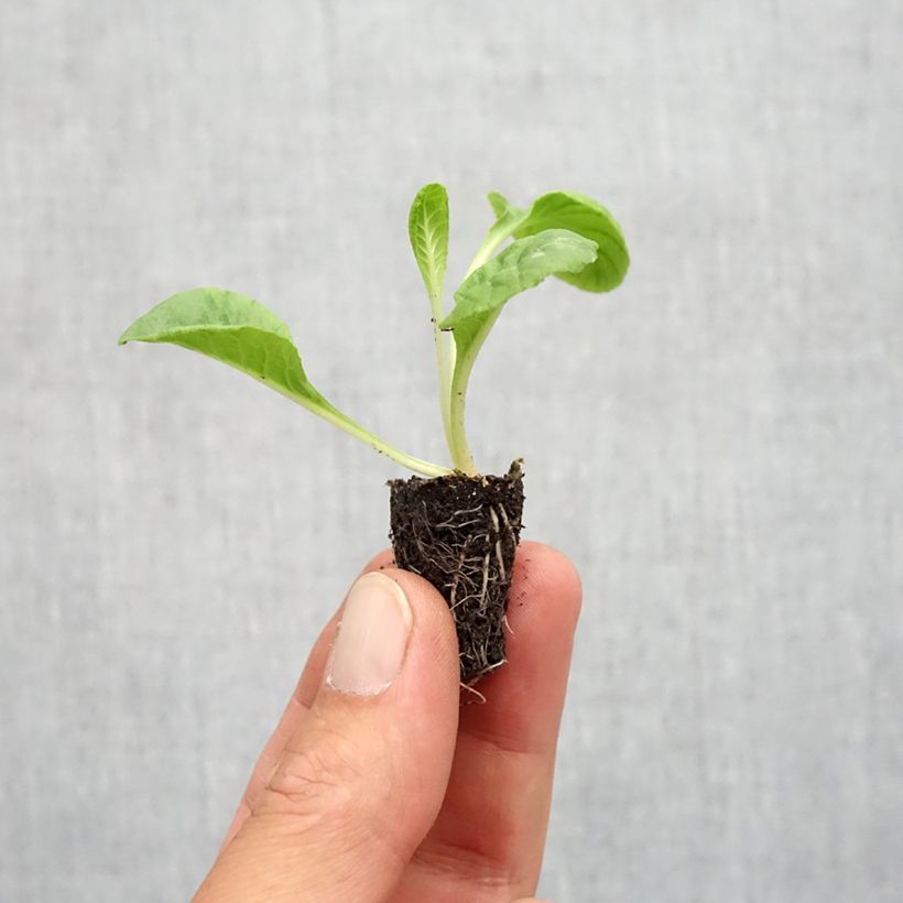 Exemplaar van Primula Everlast F1 - Slanke sleutelbloem Mini-mot Ø 1,5/2,5 cm zoals geleverd in de herfst