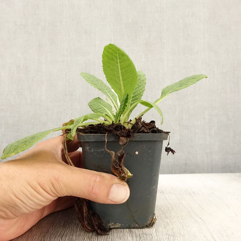 Exemplaar van Primula florindae - Sleutelbloem Kweekpotje van 8/9 cm zoals geleverd in de herfst