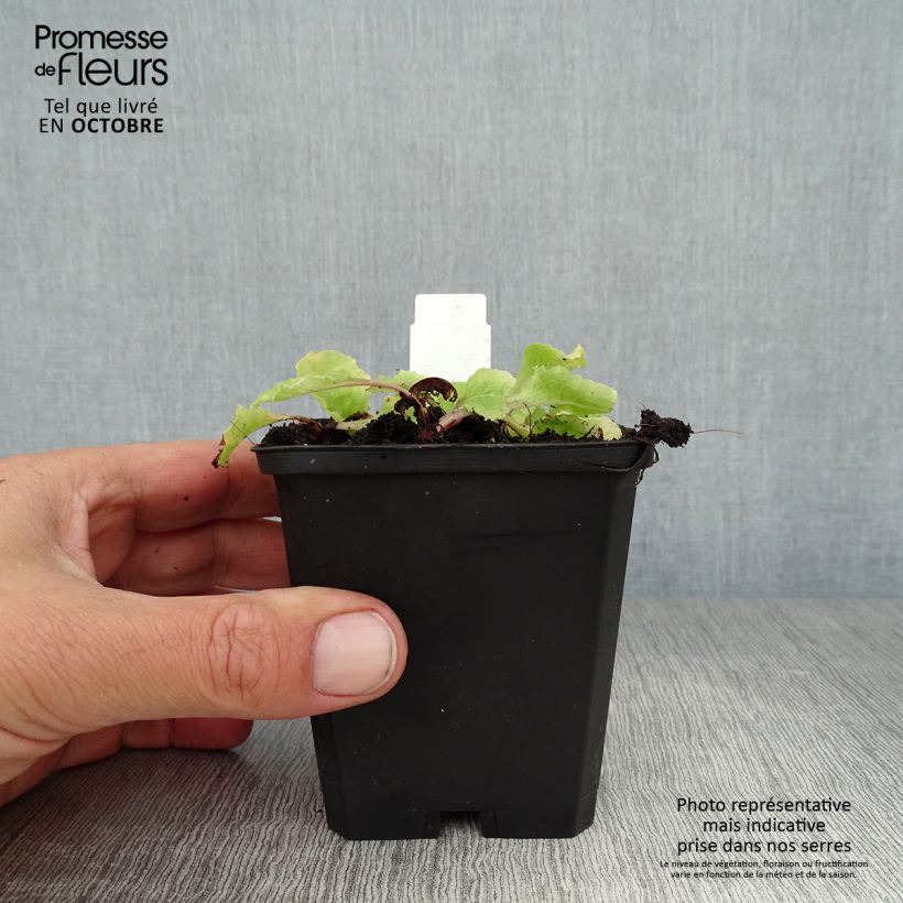 Exemplaar van Primula juliae Wanda - Sleutelbloem Kweekpotje van 8/9 cm zoals geleverd in de herfst