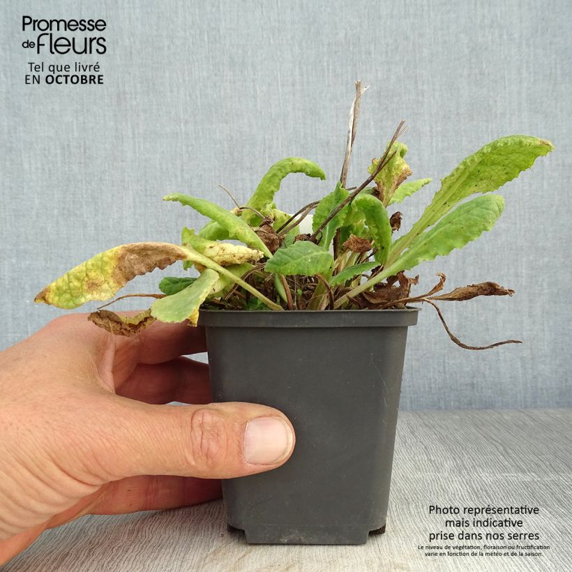Exemplaar van Primula veris - Gulden sleutelbloem Kweekpotje van 8/9 cm zoals geleverd in de herfst