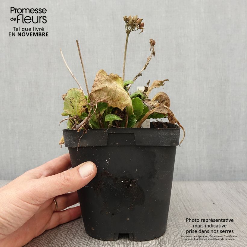 Exemplaar van Primula veris - Gulden sleutelbloem Pot van 2 l/3 l zoals geleverd in de herfst