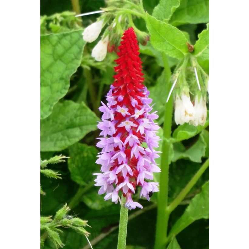 Primula vialii - Orchideeprimula (Flowering)