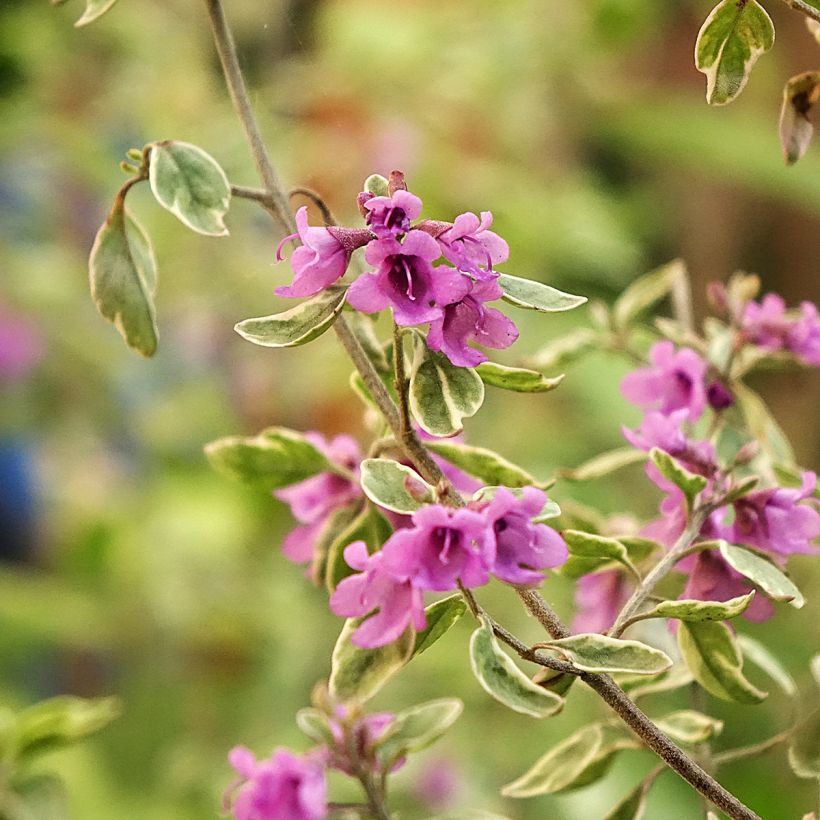 Prostanthera ovalifolia Variegata - Muntstruik (Bloei)
