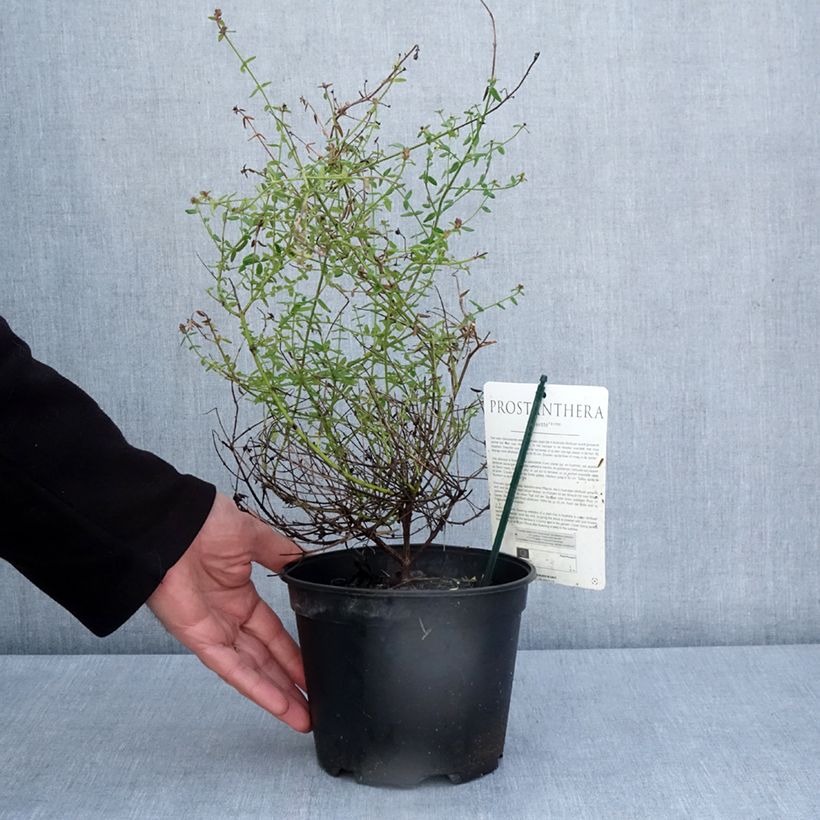 Exemplaar van Prostanthera rotundifolia Rosetta - Muntstruik Pot van 2 l/3 l zoals geleverd in de lente