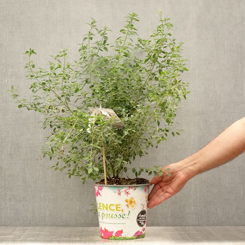 Exemplaar van Prostanthera rotundifolia - Muntstruik Pot van 4 l/5 l zoals geleverd in de zomer