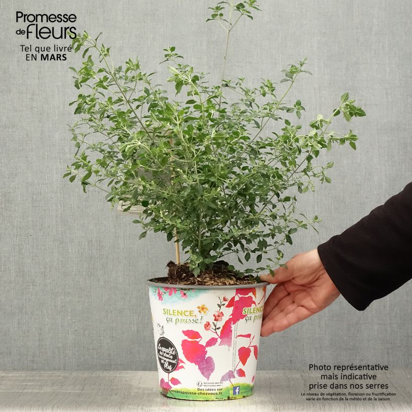 Example of Prostanthera rotundifolia - Muntstruik Pot van 4 l/5 l as you get in printemps