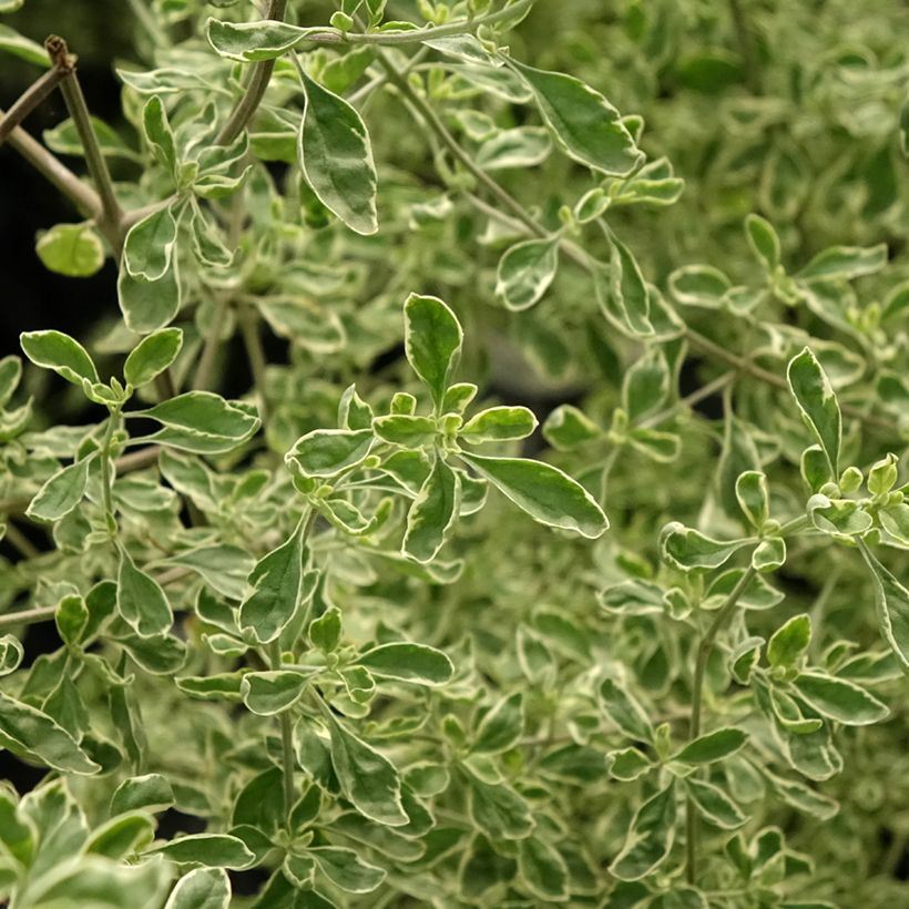 Prostanthera rotundifolia Variegata - Muntstruik (Blad)