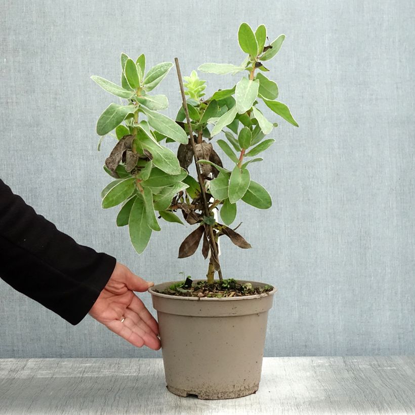 Exemplaar van Protea eximia - Suikerbos Pot van 3 l/4 l zoals geleverd in de herfst