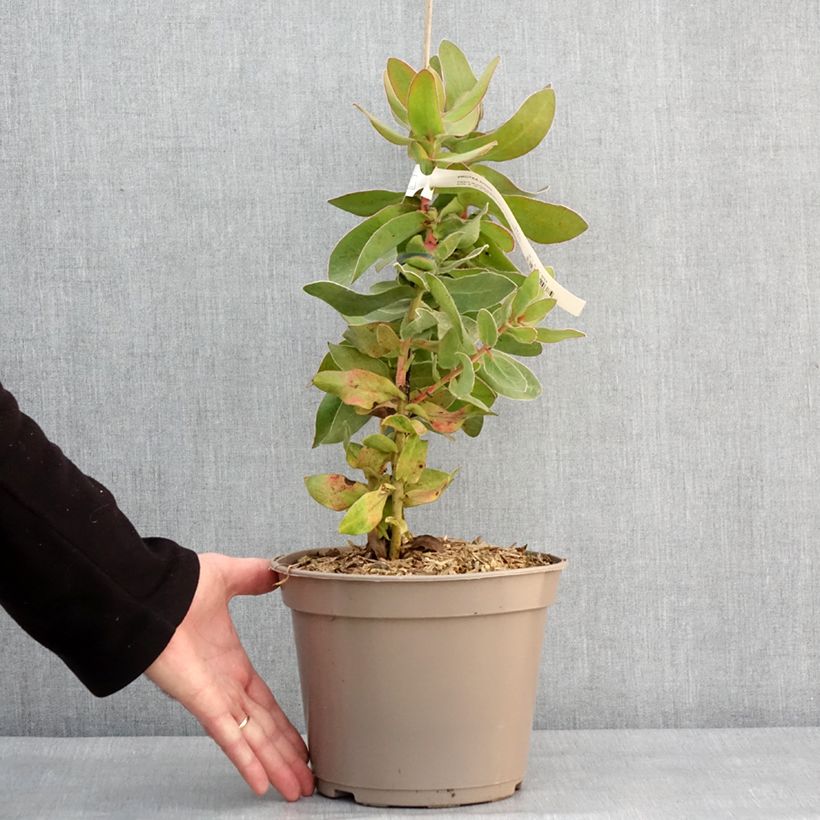 Exemplaar van Protea eximia - Suikerbos Pot van 3 l/4 l zoals geleverd in de winter