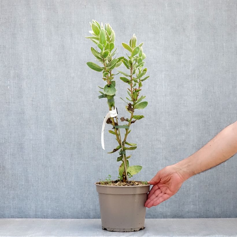 Example of Protea eximia - Suikerbos Pot van 3 l/4 l as you get in printemps