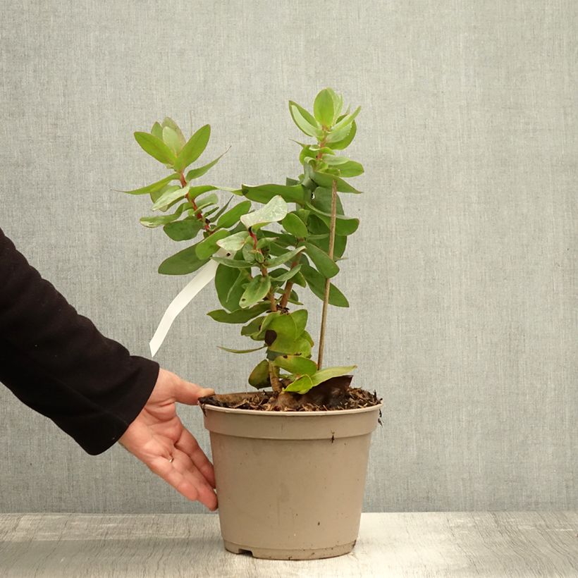 Example of Protea magnifica - Suikerbos Pot van 3 l/4 l as you get in automne