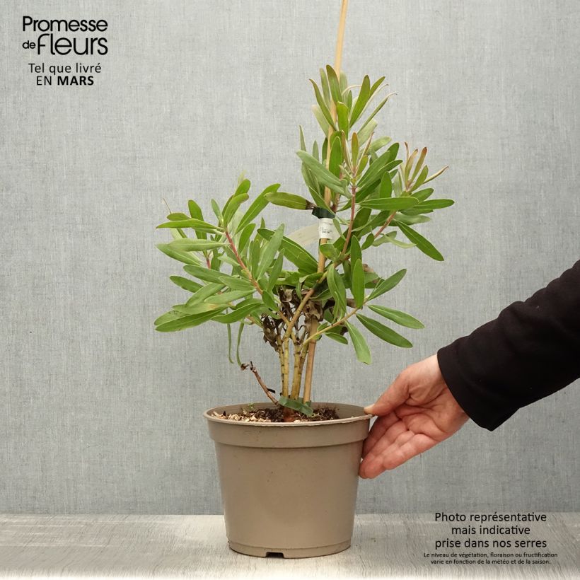 Example of Protea Pink Ice - Suikerbos Pot van 4 l/5 l as you get in printemps