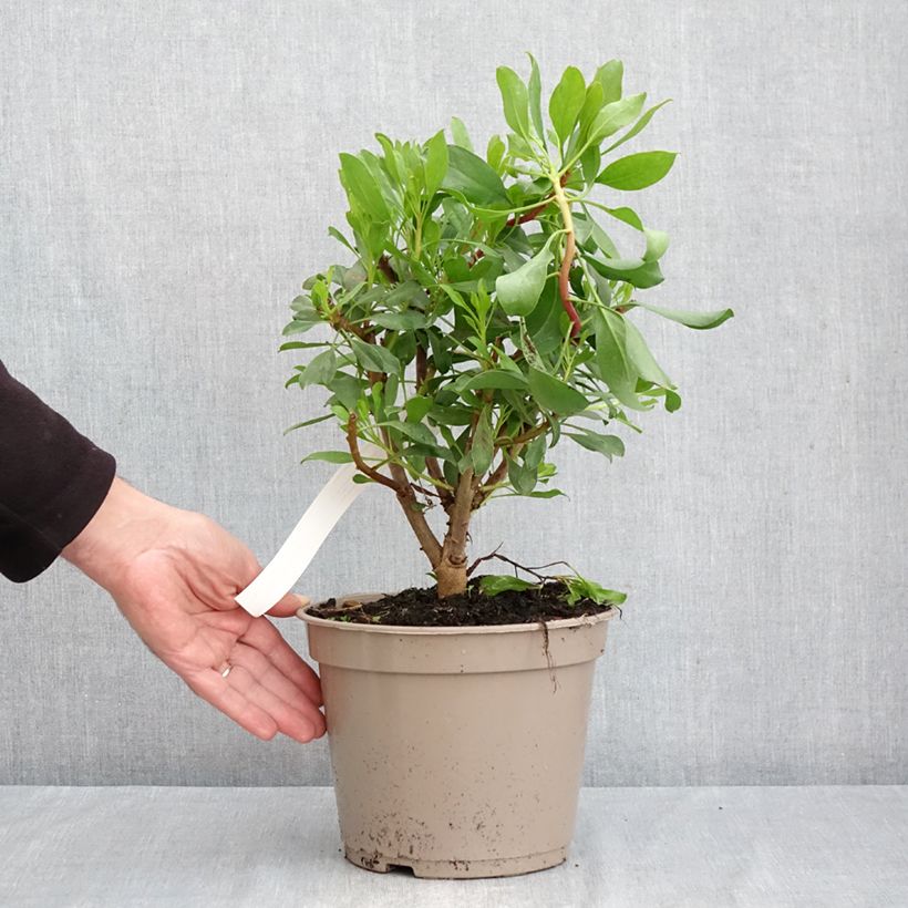 Exemplaar van Protea cynaroides - Koningsprotea Pot van 4 l/5 l zoals geleverd in de herfst